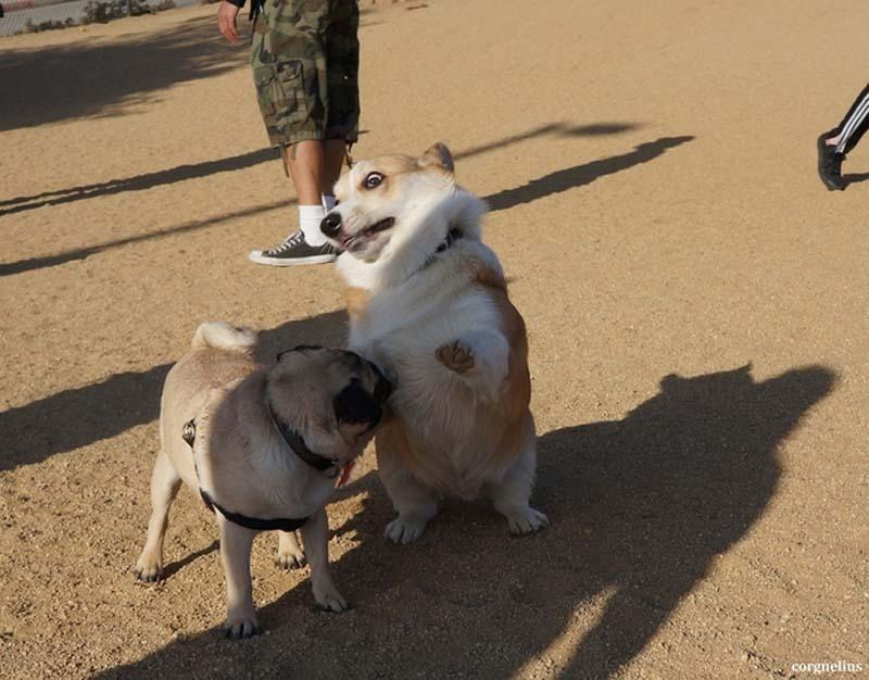 Фотография: Собаки, которые просто не могут... №18 - BigPicture.ru