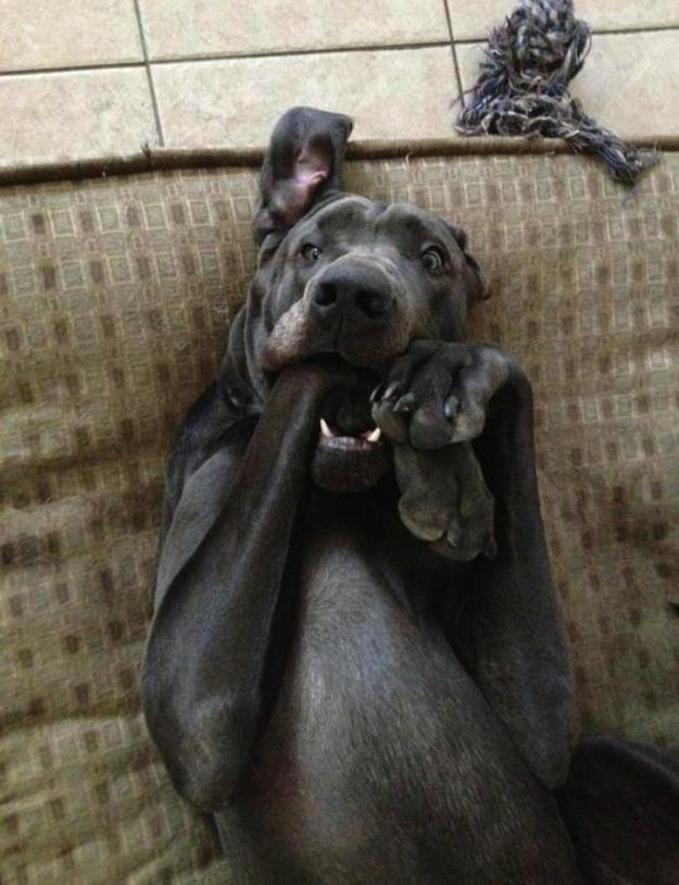 Фотография: Собаки, которые просто не могут... №25 - BigPicture.ru