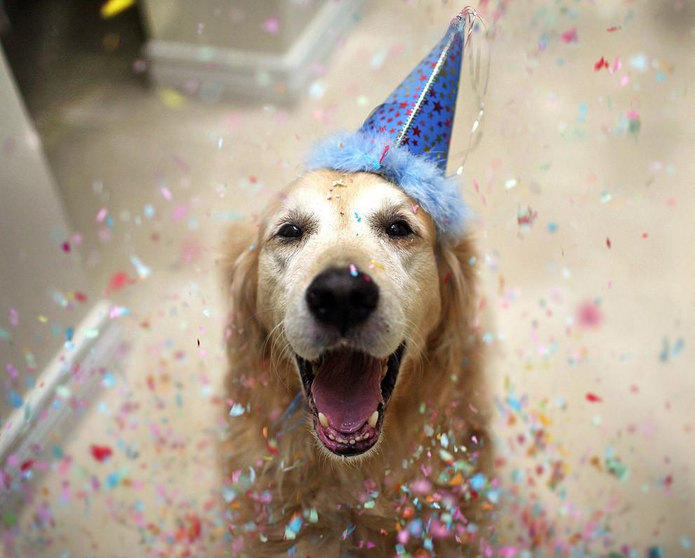 Фотография: Чэмп - самый счастливый пес в мире №2 - BigPicture.ru
