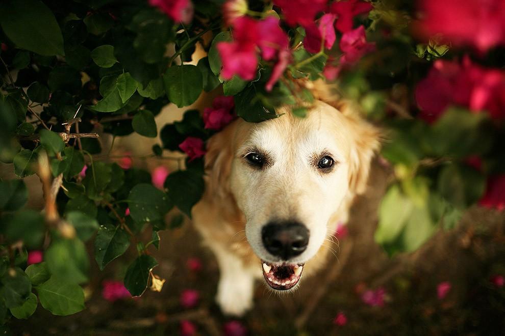 Фотография: Чэмп - самый счастливый пес в мире №4 - BigPicture.ru