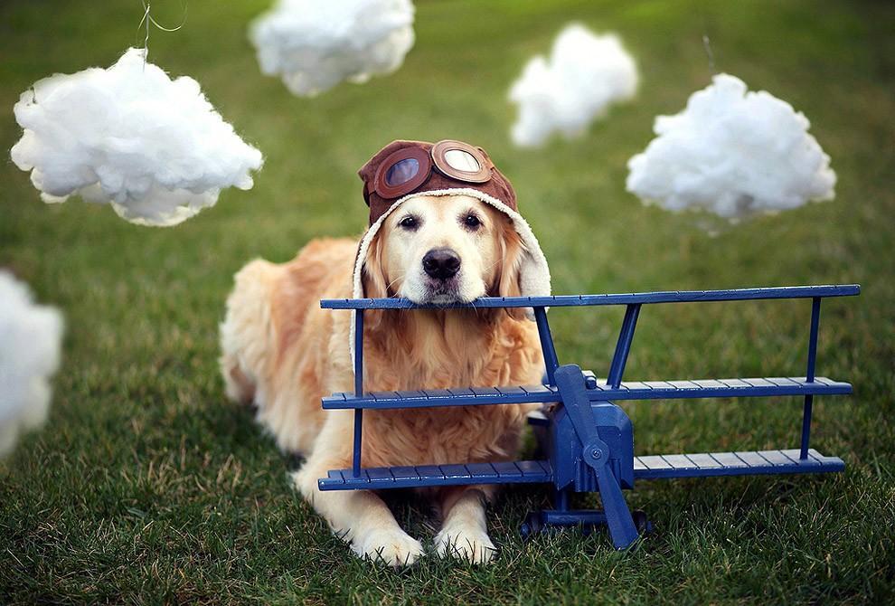 Фотография: Чэмп - самый счастливый пес в мире №5 - BigPicture.ru