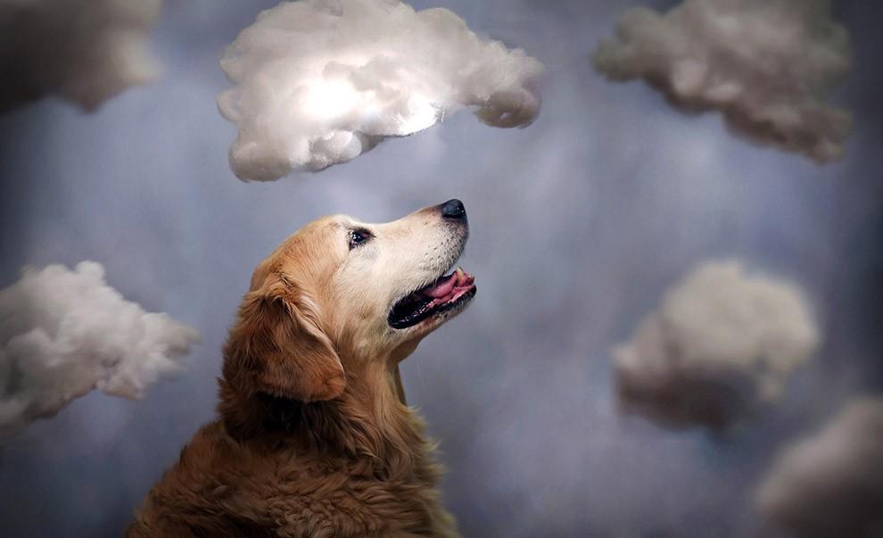 Фотография: Чэмп - самый счастливый пес в мире №6 - BigPicture.ru