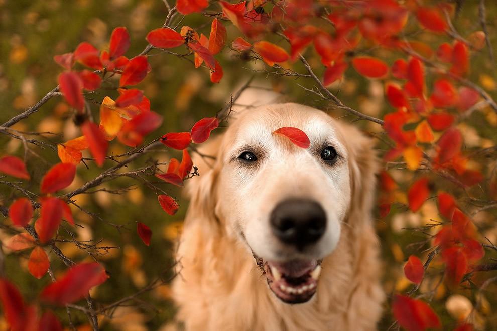 Фотография: Чэмп - самый счастливый пес в мире №9 - BigPicture.ru