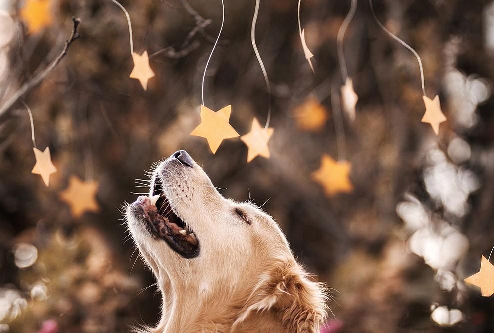 Фотография: Чэмп - самый счастливый пес в мире №12 - BigPicture.ru