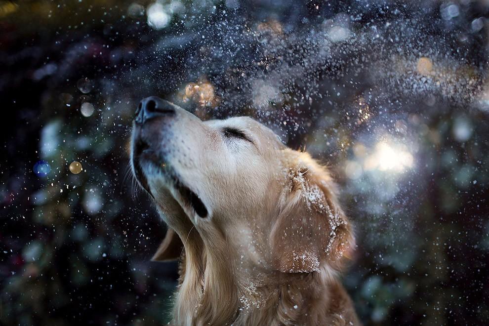 Чэмп - самый счастливый пес в мире » BigPicture.ru