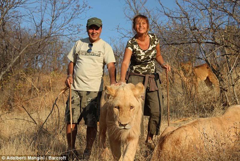 Фотография: Хотели бы погулять со львом или гепардом? Тогда учитесь! №2 - BigPicture.ru