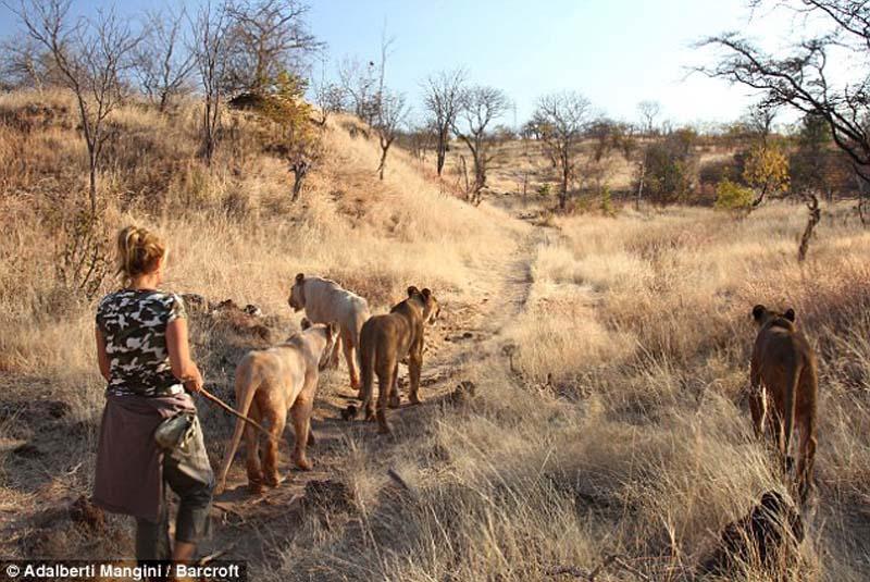 Фотография: Хотели бы погулять со львом или гепардом? Тогда учитесь! №4 - BigPicture.ru
