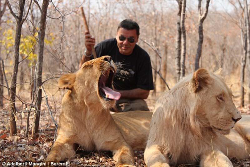 Фотография: Хотели бы погулять со львом или гепардом? Тогда учитесь! №10 - BigPicture.ru