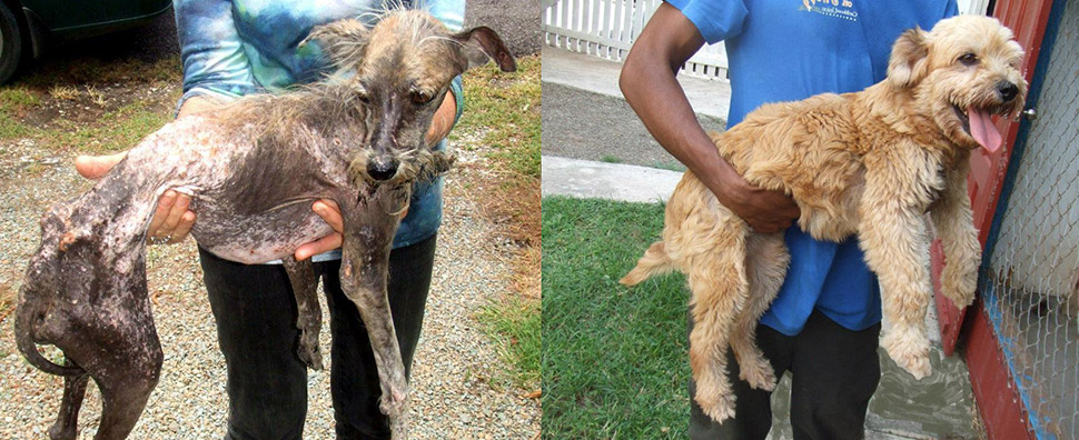 Фотография: Бездомные собаки до и после приюта №1 - BigPicture.ru
