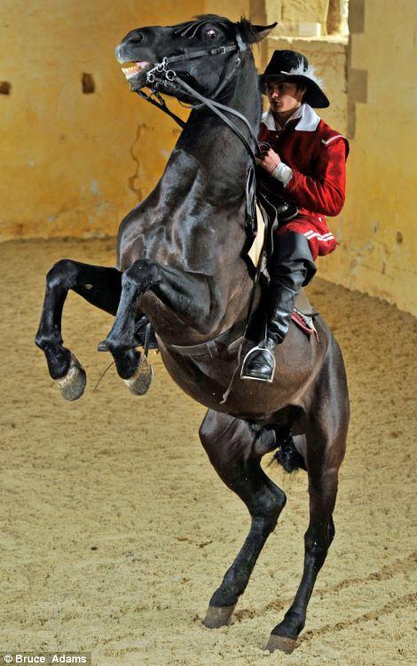 Фотография: Балетная школа для лошадей №4 - BigPicture.ru