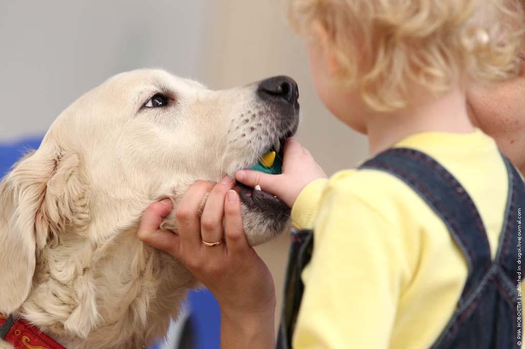 Фотография: Канис-терапия: как собаки помогают больным детям №7 - BigPicture.ru