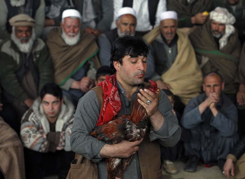 Фотография: Петушиные бои в Афганистане №11 - BigPicture.ru