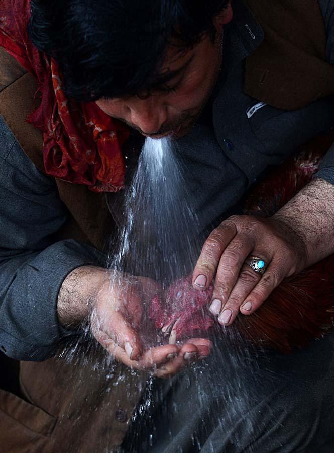 Фотография: Петушиные бои в Афганистане №13 - BigPicture.ru