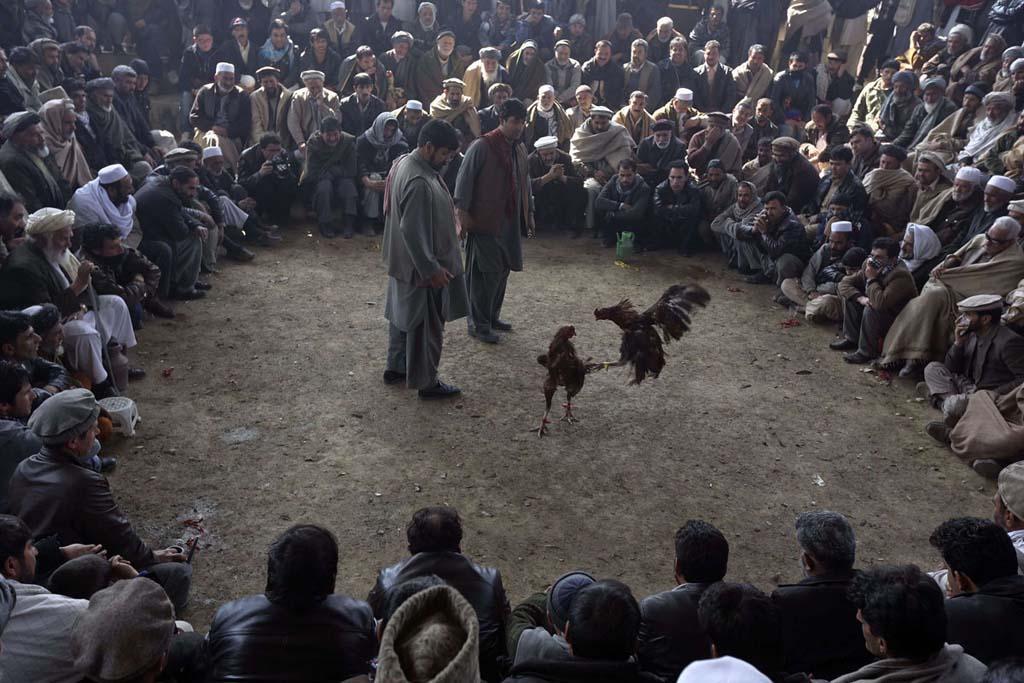 Фотография: Петушиные бои в Афганистане №4 - BigPicture.ru