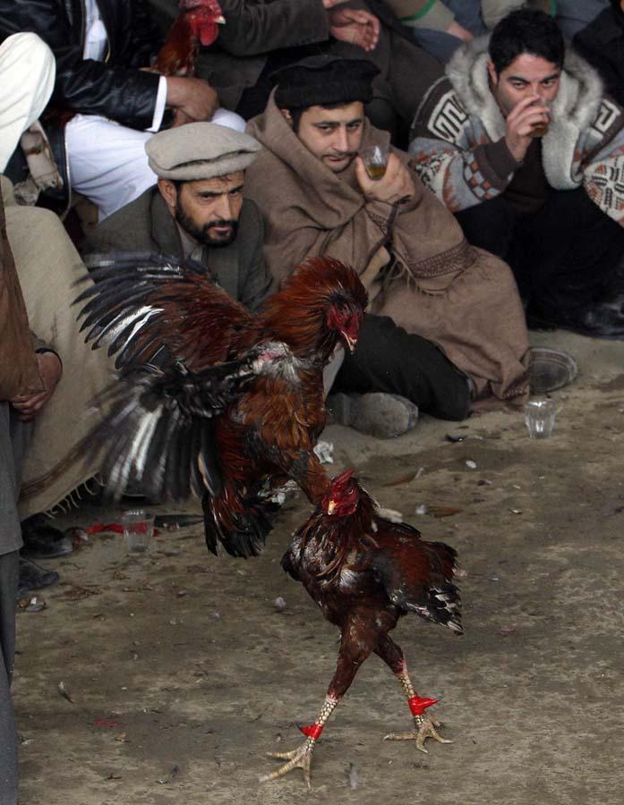 Фотография: Петушиные бои в Афганистане №8 - BigPicture.ru