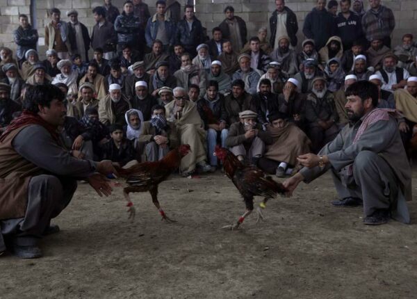 Петушиные бои в Афганистане