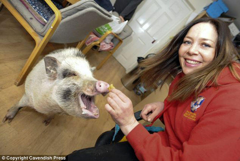 Фотография: Свинка, которая думает, что она собачка №4 - BigPicture.ru