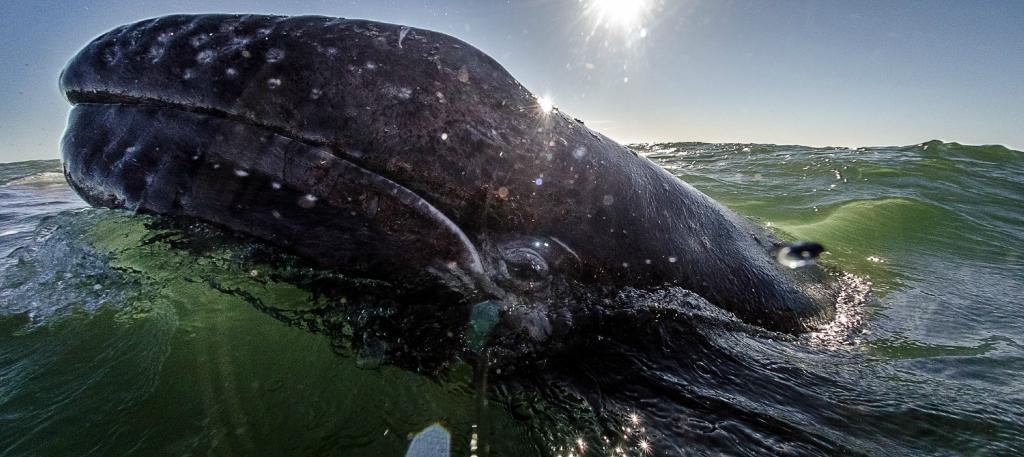 Фотография: Поцеловаться с китом №13 - BigPicture.ru