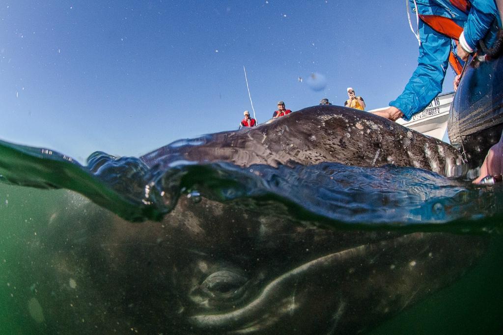 Фотография: Поцеловаться с китом №14 - BigPicture.ru