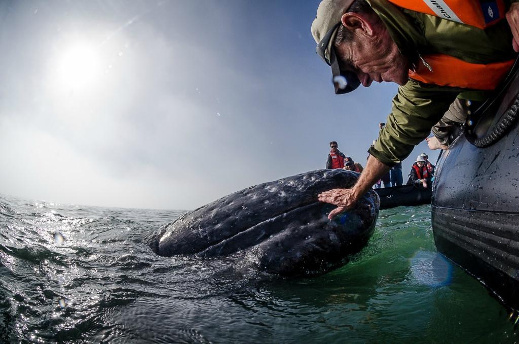 Фотография: Поцеловаться с китом №16 - BigPicture.ru