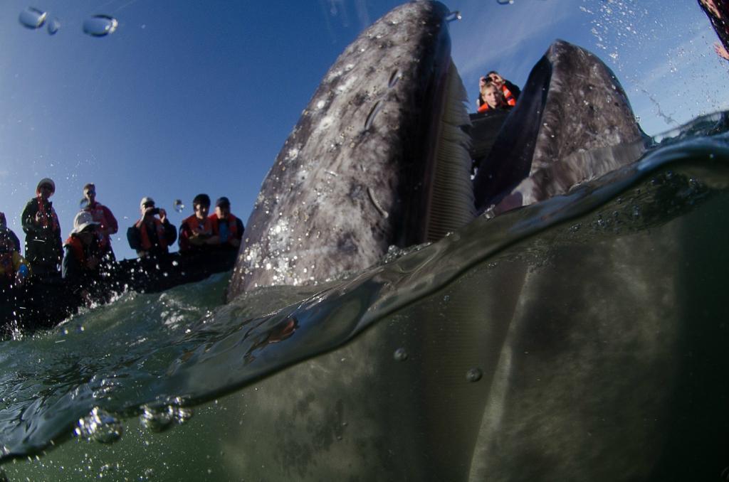 Фотография: Поцеловаться с китом №21 - BigPicture.ru