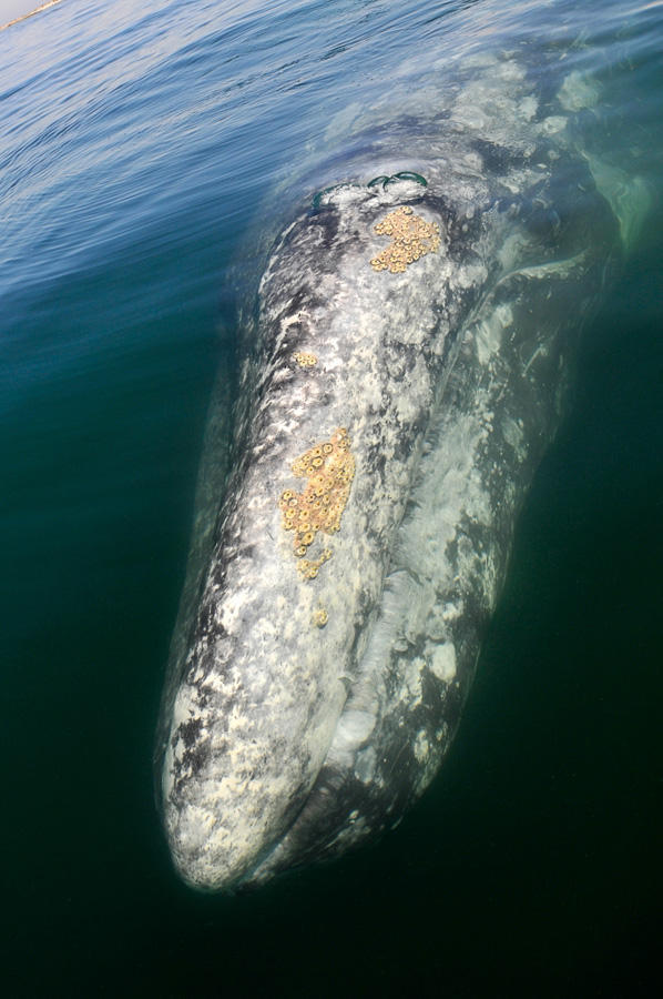Фотография: Поцеловаться с китом №4 - BigPicture.ru