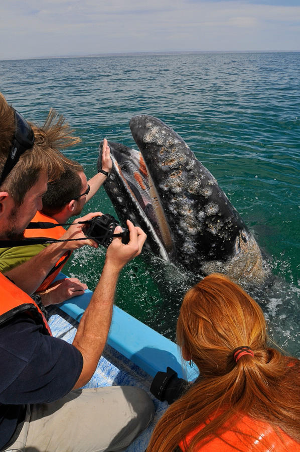 Фотография: Поцеловаться с китом №8 - BigPicture.ru