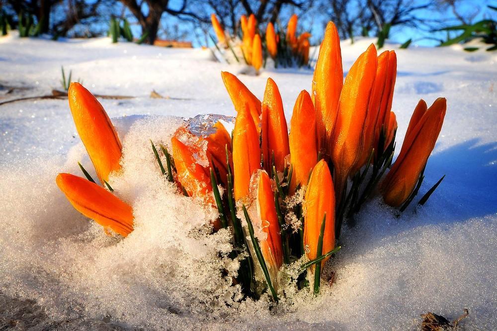 Фотография: Морозный март №16 - BigPicture.ru