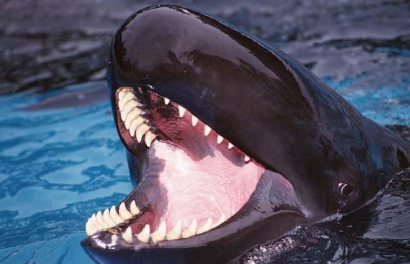 Фотография: Улыбающийся кит №7 - BigPicture.ru