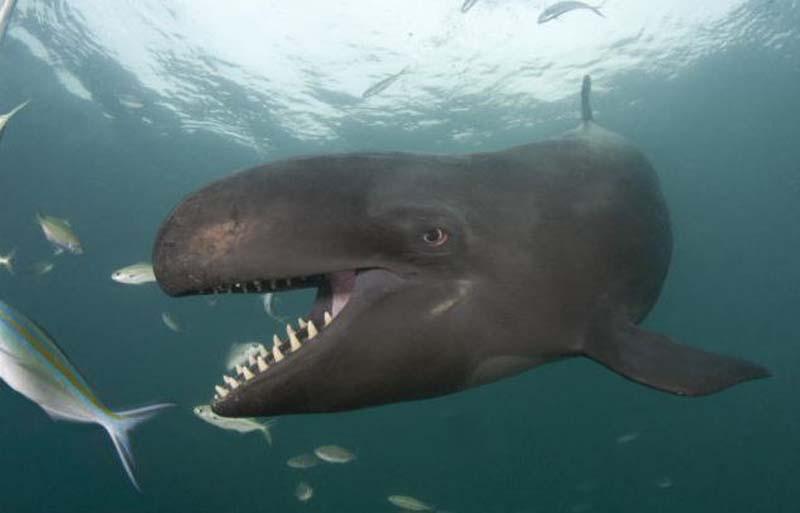 Фотография: Улыбающийся кит №1 - BigPicture.ru