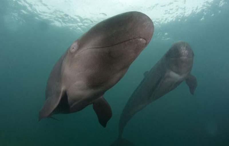 Фотография: Улыбающийся кит №10 - BigPicture.ru