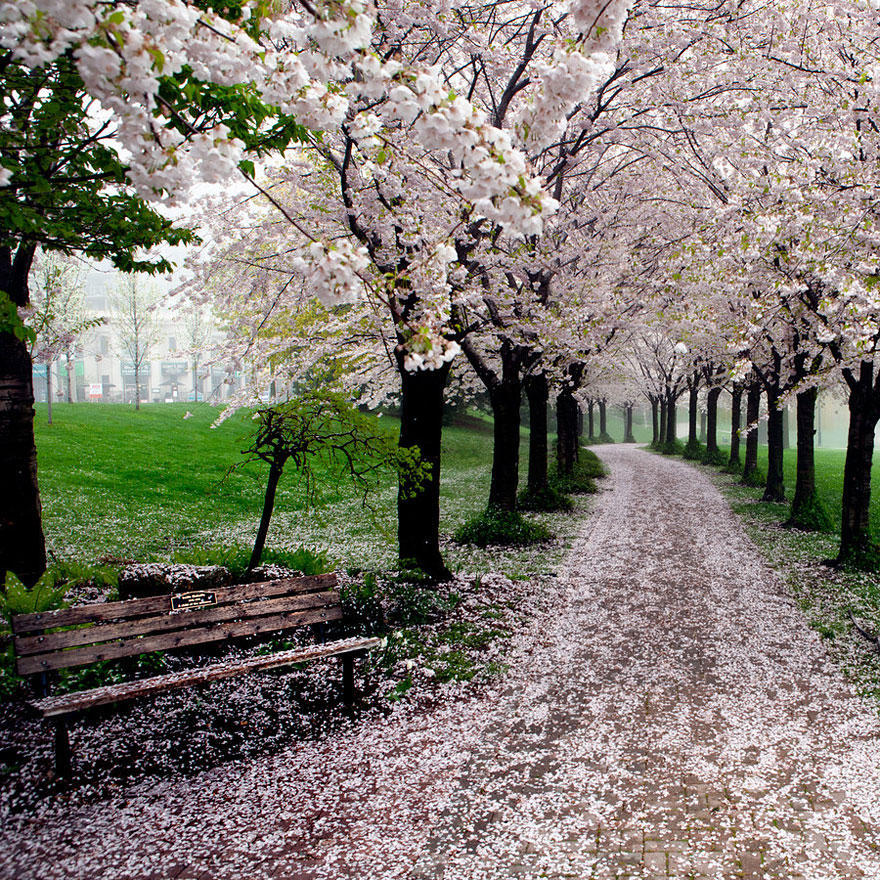 Фотография: Самые красивые цветущие вишни по всему миру №11 - BigPicture.ru