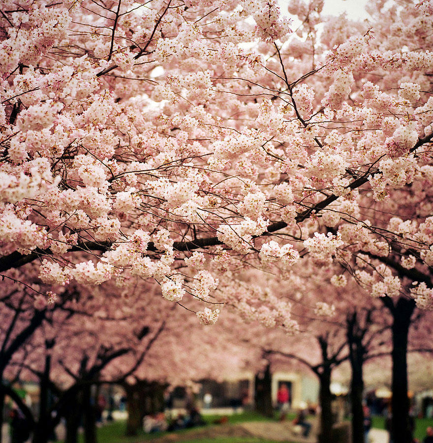 Фотография: Самые красивые цветущие вишни по всему миру №14 - BigPicture.ru