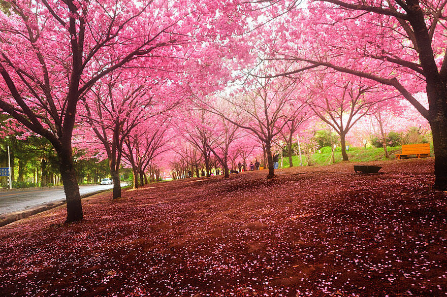 Фотография: Самые красивые цветущие вишни по всему миру №4 - BigPicture.ru