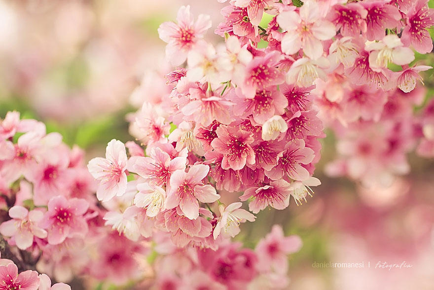 Фотография: Самые красивые цветущие вишни по всему миру №6 - BigPicture.ru