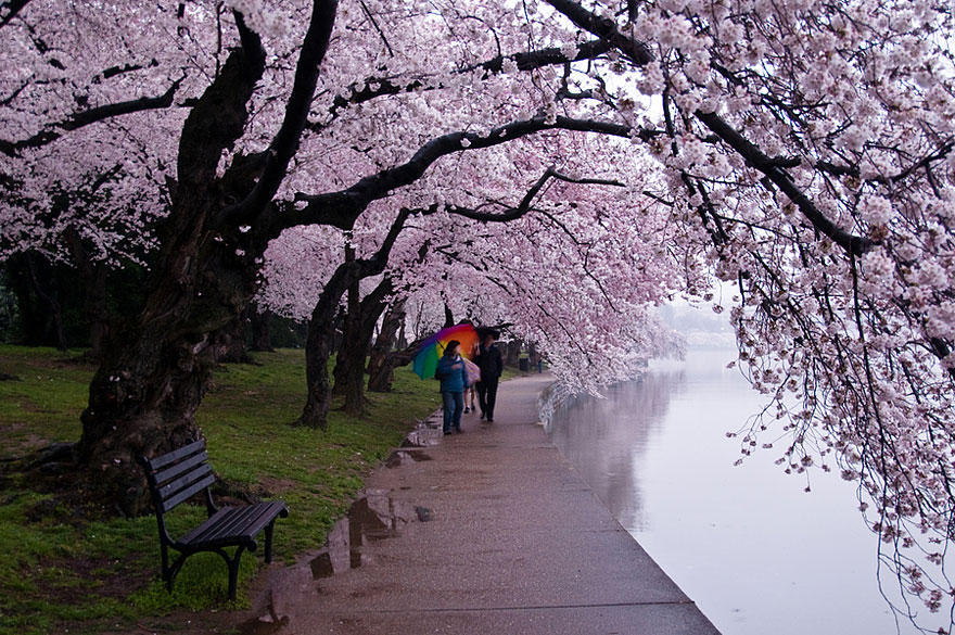 Фотография: Самые красивые цветущие вишни по всему миру №8 - BigPicture.ru