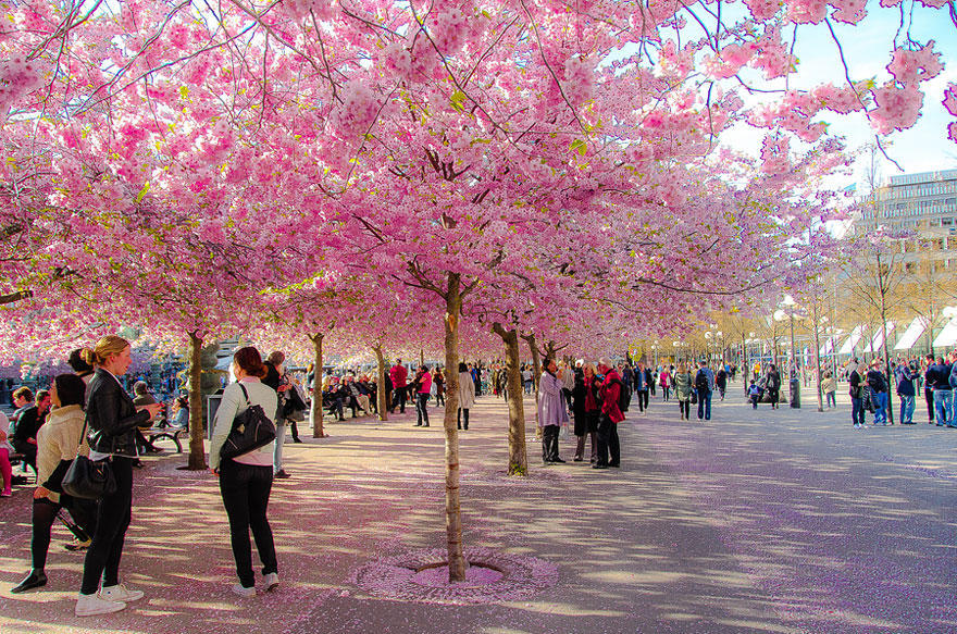 Фотография: Самые красивые цветущие вишни по всему миру №9 - BigPicture.ru