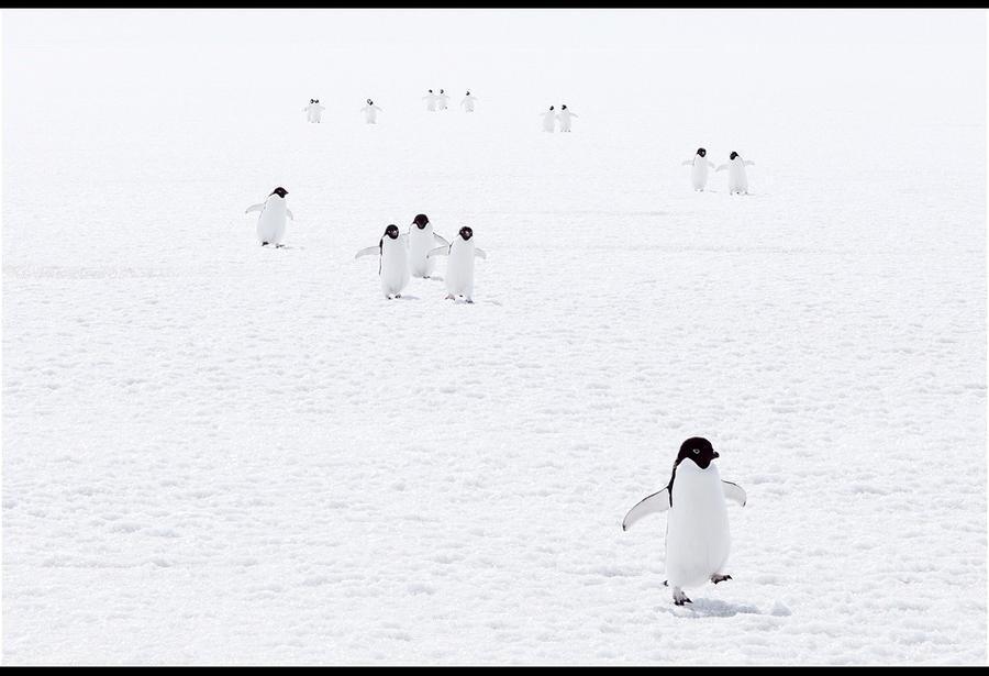 Фотография: Удивительные морозные фотографии Джона Веллера №8 - BigPicture.ru