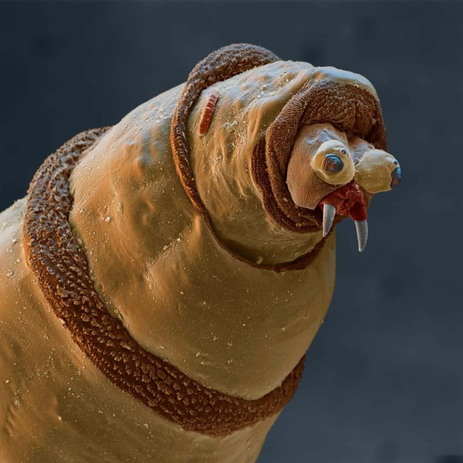 Фотография: 15 удивительных созданий которых не разглядеть без микроскопа №2 - BigPicture.ru