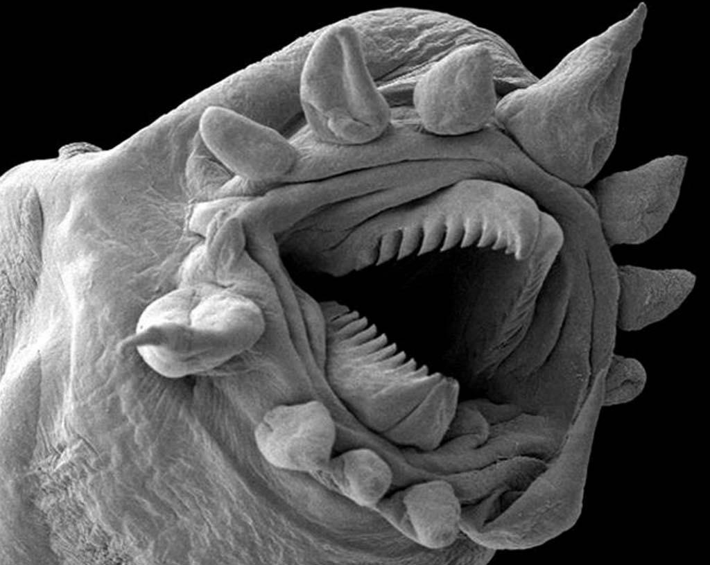 Фотография: 15 удивительных созданий которых не разглядеть без микроскопа №13 - BigPicture.ru