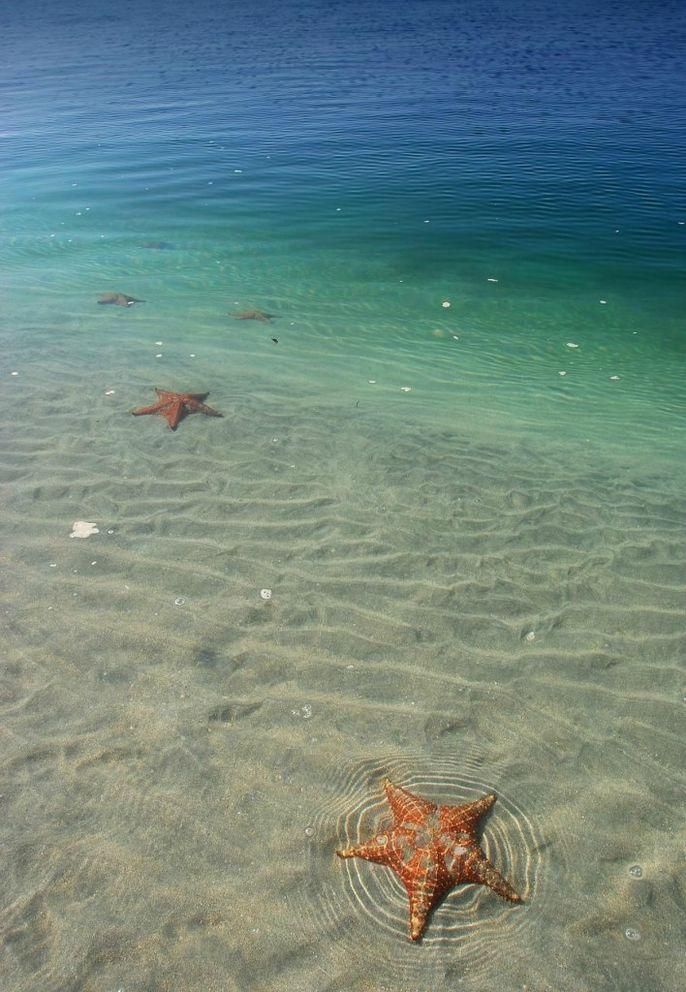 Фотография: Пляж морских звезд — Бока дель Драго №12 - BigPicture.ru