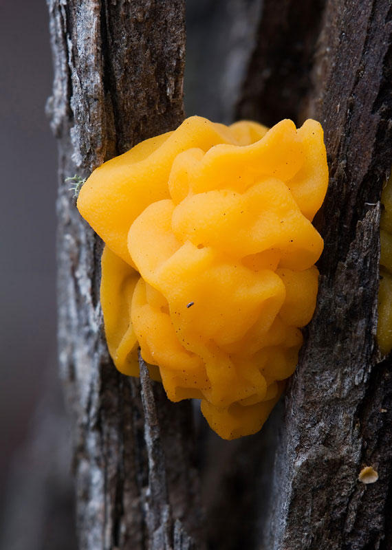 Фотография: Самые красивые грибы в мире №4 - BigPicture.ru