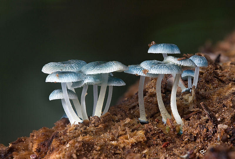 Фотография: Самые красивые грибы в мире №13 - BigPicture.ru