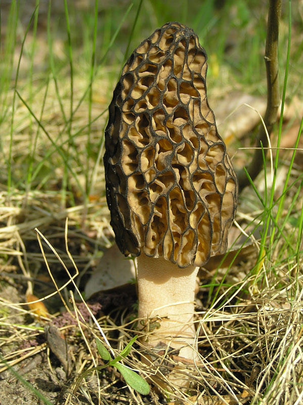 Фотография: Самые красивые грибы в мире №15 - BigPicture.ru