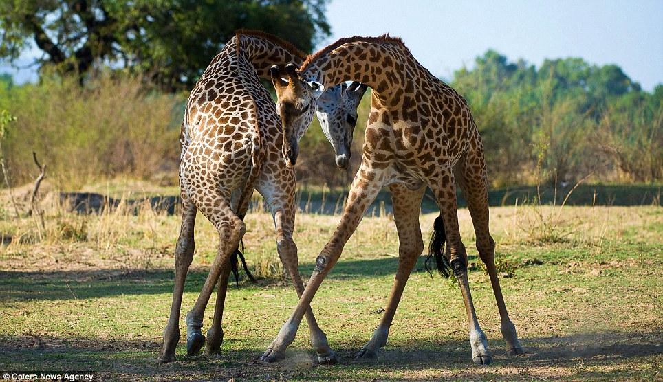 Giraftango03 Жирафье танго