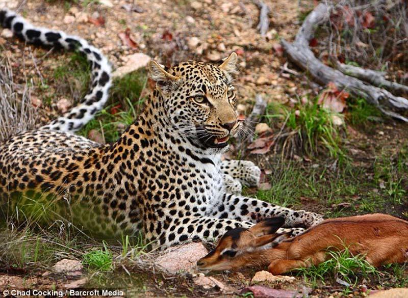 Фотография: Леопард и импала - предобеденные ласки №4 - BigPicture.ru