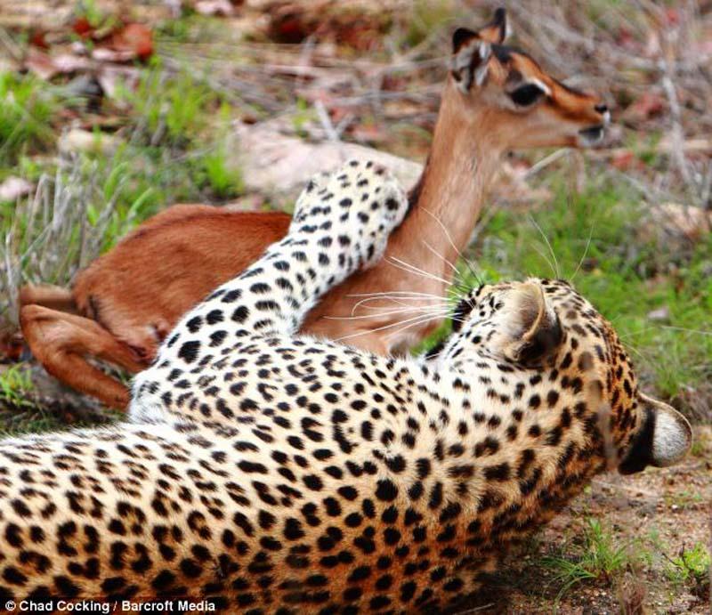 Фотография: Леопард и импала - предобеденные ласки №5 - BigPicture.ru