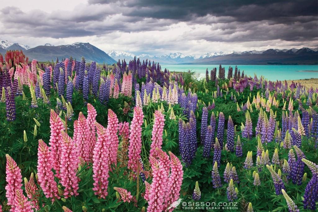 Фотография: Красочное цветение люпинов на озере Текапо №11 - BigPicture.ru
