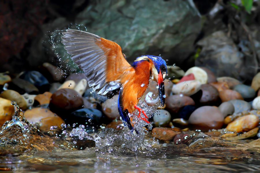 Фотография: Поразительные кадры рыбалки голубого зимородка №9 - BigPicture.ru
