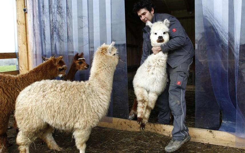 Фотография: День стрижки альпак в Германии №3 - BigPicture.ru